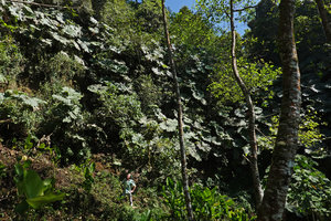 Patrick Blanc at the base of a steep seeping slope covered by Gunnera killipiana, Mirador Rey Tepepul, Lake Atitlan, Guatemala, Dec. 2019