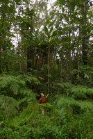 Patrick Blanc at the base of a tall monocaulous Ficus theophrastoides, Colo-I-Suva, Viti Levu, Fiji, Aug. 2016