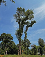 Patrick Blanc at the base of a tree with trunk and branches densely covered by the climbing Ficus punctata, Dempsey Hill, Singapore, Aug. 2026