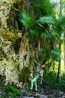 Patrick Blanc at the base of a vertical limestone cliff to observe the dense external spongy root system of Leucothrinax (syn.Thrinax) morrisii, Escaleras de Jaruco, Cuba, Feb. 2017