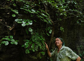 Patrick Blanc at the base of a vertical overshaded perhumid karst covered by a population of Paraboea vulpina, Ipoh, Malaysia, April 2023