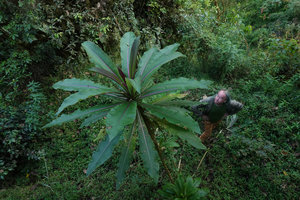 Patrick Blanc at the base of Lobelia giberroa in Harenna forest, 2300 m asl, Bale NP, Ethiopia, Jan. 2019