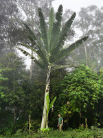 Patrick Blanc at the base of Musa ingens, the tallest banana of the world, Arfak Mts, 1300 m asl, West Papua, May 2025