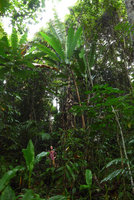 Patrick Blanc at the base of one of the gigantic wild banana species, Musa peekelii, Madang, Papua New Guinea, March 2016