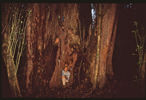 Patrick Blanc at the base of the biggest species of the Asteraceae, Dasyphyllum diacanthoides, Puyehue, Chili, Dec. 1993