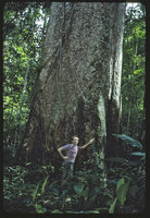 Patrick Blanc at the base of the giant Hura crepitans, Saul, French Guyana, Feb. 1985
