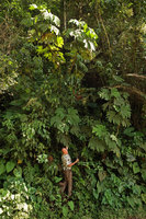 Patrick Blanc at the base of the huge Begonia parviflora, Manu NP, Peru, Aug 2014
