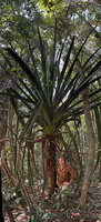 Patrick Blanc at the base of the huge leaved main stem of a young  Pandanus pulcher, Anamalazoatra FR, Madagascar, Aug. 2024