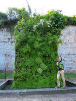 Patrick Blanc at the Citadelle de Doullens 15 years after the installation, June 2012