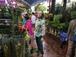 Patrick Blanc at the Flower Market, Hong Kong, Jan 2016