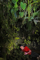 Patrick Blanc bathing inside his Christarium to observe the blooming Cryptocoryne cordata, Dec. 2020