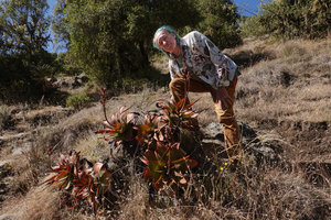 Patrick Blanc behind a clump of Aloe steudneri, Simien NP, Ethiopia, Jan. 2019