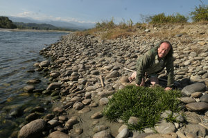Patrick Blanc behind a clump of Cryptocoryne cruddasiana along the Malikha river, Putao, Kachin, Myanmar, Dec. 2017