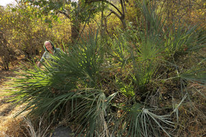 Patrick Blanc behind a clump of young Hyphaene petersiana, Lake Malawi NP, Aug. 2017