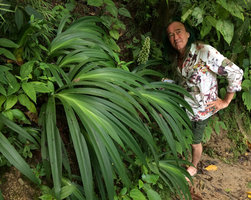 Patrick Blanc behind a flowering clump of Xyphidium coeruleum on a vertical forest earth bank, Minca, Magdalena, Colombia, Nov. 2016