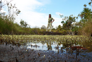 Patrick Blanc behind a flowering population of Utricularia neottioides, Cano Cristales, Serrania Macarena, Meta, Colombia 