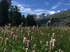 Patrick Blanc behind a Polygonum bistorta (= Bistorta officinalis) prairie, Saint Moritz, Switzerland, June 2015.jpg