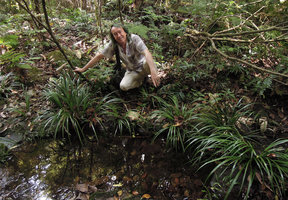 Patrick Blanc behind a population of the rheophytic Acorus gramineus, Doi Inthanon, Thailand, May 2015