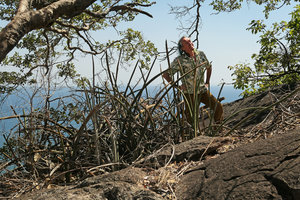 Patrick Blanc behind a vegetative population of Sansevieria sinus-simiorum growing at the top of a bare rock, Lake Malawi NP, Aug. 2017