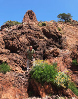 Patrick Blanc behind clumps of Crithmum maritimum and Jacobaea maritima (syn. Senecio cineraria), PN de l&#039;Aiguille, Theoule, France, June 2021