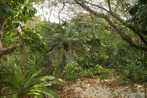 Patrick Blanc behind Crinum asiaticum, staying under a female individual of Cycas edentata on sandy seashore, Macleod Is.,Tanintharyi, Myanmar, Jan. 2018
