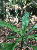 Patrick Blanc behind Dracaena cantleyi, base of Gunung Raya, Langkawi, Malaysia, Feb. 2019