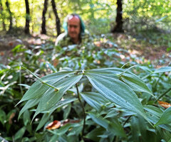 Patrick Blanc behind Ruscus hypoglossum, a form with long bracts emerging from the cladodes, Belgrad Ormani Forest Reserve, Bahçeköy, Istanbul, Sept. 2021