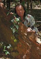 Patrick Blanc behind the elusive Piper ornatum (= Piper crocatum hort. and not P. crocatum Ruiz et Pav. from Peru), Tangkoko, Sulawesi, Aug. 2015