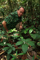 Patrick Blanc behind the fronds of Christensenia aesculifolia, Gunung Mulu NP, Sarawak, Borneo, Sept. 2018