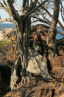 Patrick Blanc behind the root buttresses of Ficus abutilifolia, Mumbo Island, Lake Malawi NP, Aug. 2017