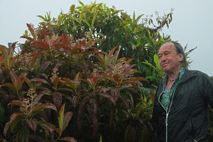 Patrick Blanc between a brown anthocyanic leaved individual and a plain green leaved individual of Miconia robinsoniana, El Puntudo, Santa Cruz, Galapagos, Aug. 2021