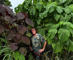 Patrick Blanc between a purple leaved individual and a common green leaved Macaranga tanarius, Malapascua, Philippines, Dec. 2024