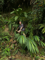 Patrick Blanc between Molineria latifolia and Larsenianthus (syn. Hitchenia) careyanus, Putao, Kachin, Myanmar, Dec. 2017