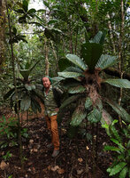Patrick Blanc between monocaulous Atractocarpus confertus collecting i the apical leaf rosette, the litter from the forest canopy as a litter trapping shrub, Parc Riviere Bleue, New Caledonia, Aug. 2023