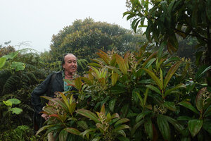 Patrick Blanc between Piper peltatum and Miconia robinsoniana, El Puntudo, Santa Cruz, Galapagos, Aug. 2021