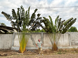 Patrick Blanc between Ravenala sp. nov. Gold and Green with long petioles and the more compact Ravenala agatheae, Ambatozavavy, Nosy Be, Madagascar, Aug. 2024