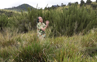 Patrick Blanc between tussocks of Garnotia exaristata and the erect small bamboo Kuruna densifolia in the patana at Horton Plains, Sri Lanka, Nov. 2024