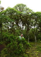 Patrick Blanc between two Asteraceae species, the shrubby Erigeron (syn. Darwiniothamnus) tenuifolius with needle leaves and the forest of the tree Scalesia pedunculata, Los Gemelos, Santa Cruz, Galapagos, Aug. 2021