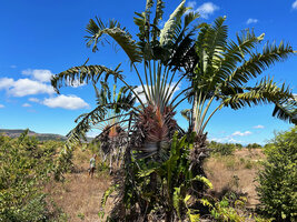 Patrick Blanc between two clumps of Ravenala agatheae, Ambilobe, Madagascar, Aug. 2024