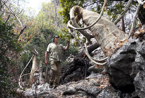 Patrick Blanc between two huge Cyphostemma macrocarpum, Ankarana Tsingy NP, Madagascar, Aug. 2024