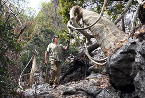 Patrick Blanc between two huge Cyphostemma macrocarpum individuals, Ankarana Tsingy NP, Madagascar, Aug. 2024