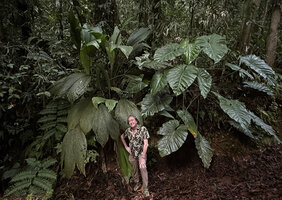 Patrick Blanc between two huge leaved Monocotyledons, Asplundia insignis and Philodendron giganteum, Petit Bras David, Basse Terre, Guadeloupe, Feb. 2026