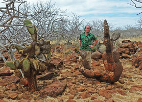 Patrick Blanc between two old Opuntia galapageia var. zacana, partly destroyed by the greedy introduced iguanas, North Seymour, Galapagos, Aug. 2021