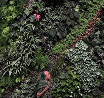 Patrick Blanc checking the growth of the highly diversified plant species on his vertical garden at Kawamura Denki, Nagoya, April 2026