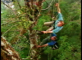 Patrick Blanc climbing along ropes in a tree to observe epiphytic plants, Laryé, West Papua, April 2000
