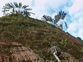 Patrick Blanc climbing on a hill to observe Ravanala grandis, Beforona, Madagascar, June 1998, photo Pascal Heni