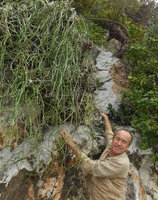 Patrick Blanc climbing on a steep limestone cliff to observe a clump of Cynanchum viminale, Khao Sam Roi Yot NP, Thailand, Dec 2015