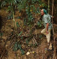 Patrick Blanc climbing on a vertical earth bank to observe a population of Blechnum vieillardii, Col des Roussettes, New Caledonia, Aug. 2023