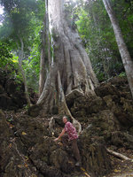 Patrick Blanc climbing on limestone rocks among the roots of Tetrameles nudiflora, Krabi, Thailand, Jan 2014