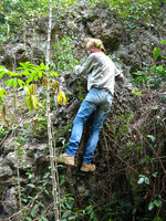 Patrick Blanc climbing to observe karst dwelling species, Halong Bay, Vietnam, Jan. 2007